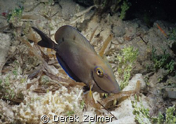 Surgeonfish in night colors. Graham's Harbor, San Salvado... by Derek Zelmer 